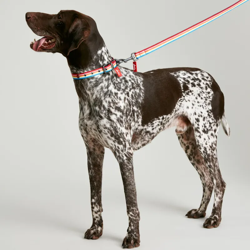 Joules Rainbow Dog Collar-4